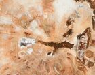 Polished Petrified Wood Limb Slice - Madagascar #11652-1